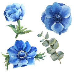 Watercolor blue flower anemone set with leaves