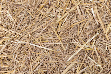 Close up of dry yellow straw grass background texture after havest.