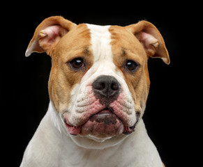 American Bulldog Dog  Isolated  on Black Background in studio