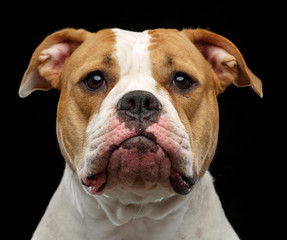 American Bulldog Dog  Isolated  on Black Background in studio