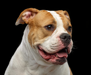 American Bulldog Dog  Isolated  on Black Background in studio