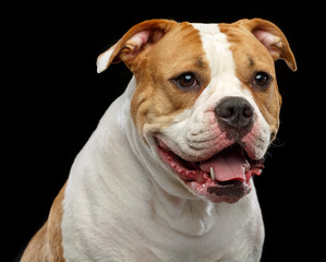 American Bulldog Dog  Isolated  on Black Background in studio