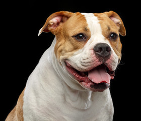 American Bulldog Dog  Isolated  on Black Background in studio