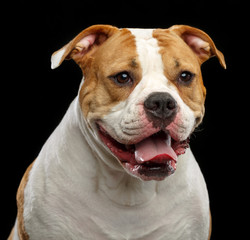 American Bulldog Dog  Isolated  on Black Background in studio