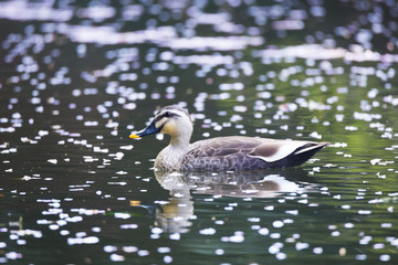 Spot billed duck swims on the pond where petals of sakura, means cherry tree, flowers float in spring.