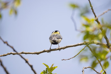 Back of the Japanese tit on the twig against the blue sky.
