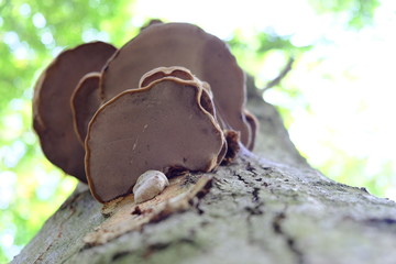 tree mushrooms