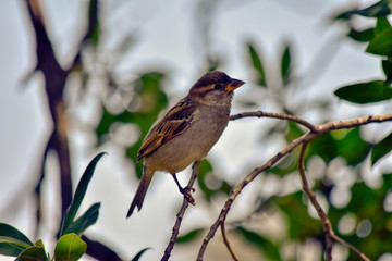 Bird