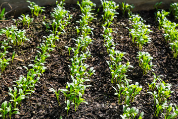 Rows of young cilantro coriander seedlings growing in mulch in garden bed - selective focus
