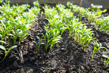 Cilantro or coriander microgreens seedlings growing in garden bed: low angle view with selective...