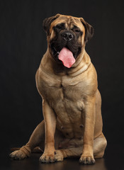 Bullmastiff dog on Isolated Black Background in studio