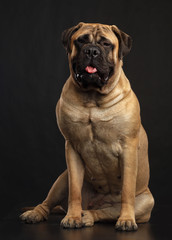 Bullmastiff dog on Isolated Black Background in studio