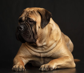 Obraz premium Bullmastiff dog on Isolated Black Background in studio