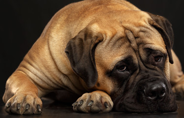 Bullmastiff dog on Isolated Black Background in studio