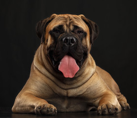 Bullmastiff dog on Isolated Black Background in studio