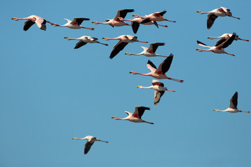 Flamingos in Ansenuza National Park, Cordoba, Argentina