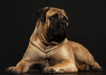 Bullmastiff dog on Isolated Black Background in studio