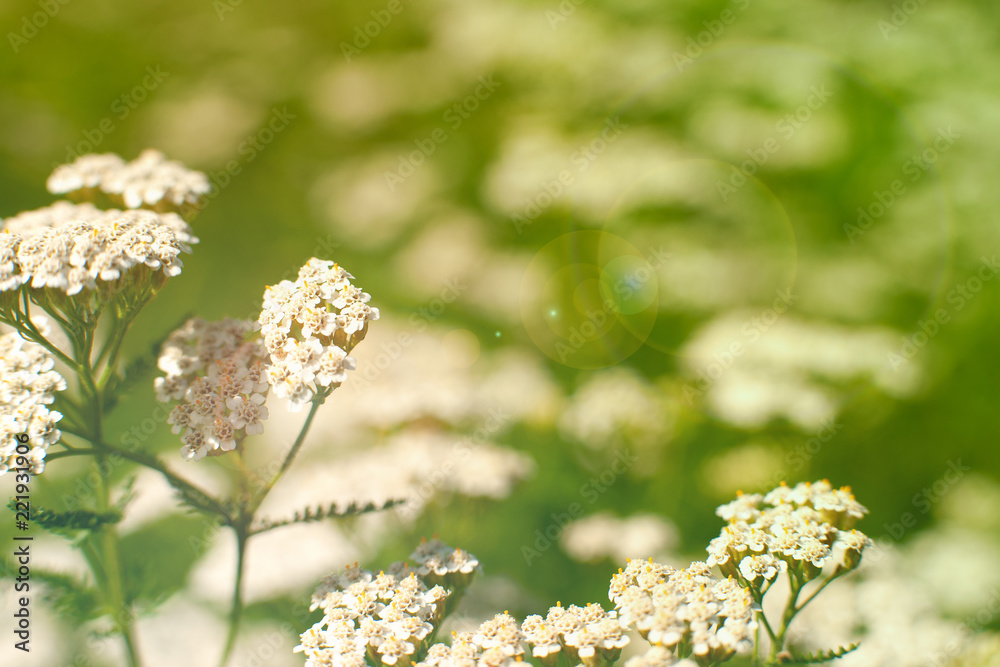 Wall mural flowers on a background of a blurred background of nature. macro. option of tinting with highlights.