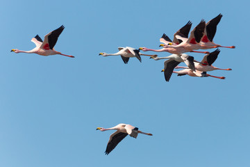 Puna Flamingos in Ansenuza National Park, Argentina