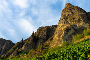 Weinreben am Hang Rheinland-Pfalz, Deutschland