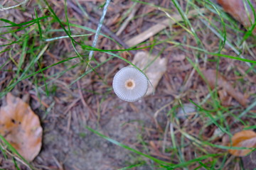 mushroom