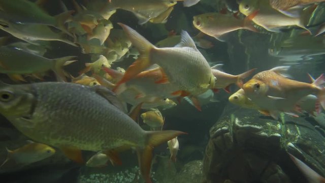 Flock of common rudd Scardinius erythrophthalmus in aquarium stock footage video