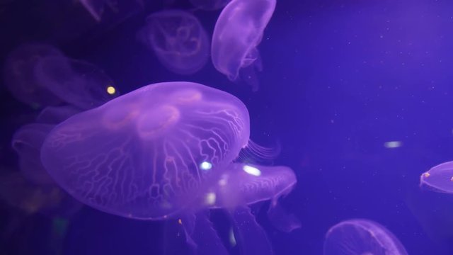 Beautiful transparent jellyfish floating on blue background in the aquarium stock footage video