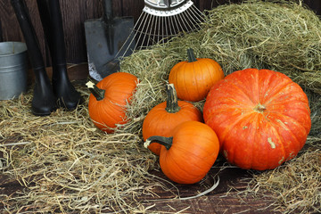 wspaniałe dynie prosto z pola © katherine_gee