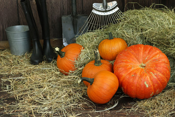 wspaniałe dynie prosto z pola © katherine_gee