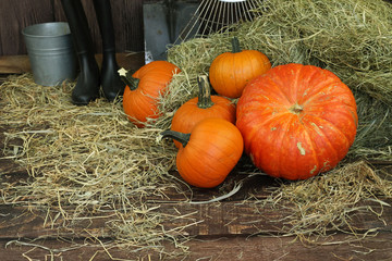 wspaniałe dynie prosto z pola © katherine_gee