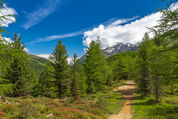 Fototapeta premium Wandern im Martelltal, Südtirol 