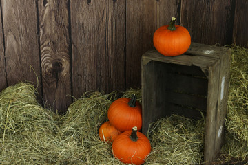 halloweenowe dynie w drewnianej starej skrzyni © katherine_gee