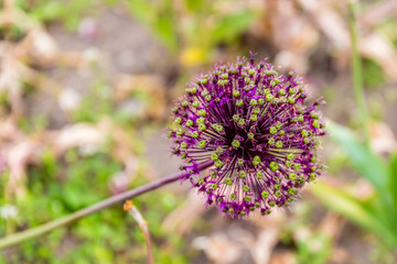 flower in the garden