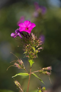 FLOWERS - violet phloxes