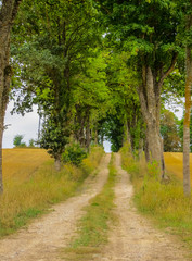 Fototapeta premium Typical rural landscape design. The road leading across the field in the summer. Land of Latvia, Kurzeme region.