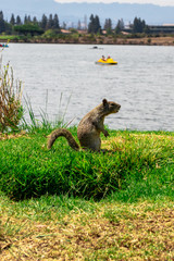little squirrel