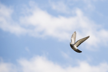 Pigeon flies in the blue sky.