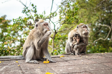 Naklejka na ściany i meble A funny little macaque on the nature background. Bali island.