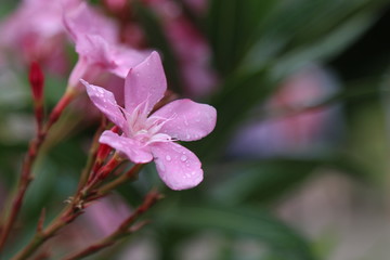 Wet pink flower 