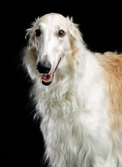 Russian borzoi, Russian hound greyhound Dog Isolated on Black Background in studio