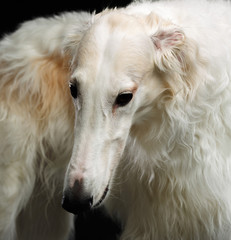 Fototapeta premium Russian borzoi, Russian hound greyhound Dog Isolated on Black Background in studio