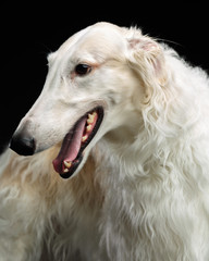 Russian borzoi, Russian hound greyhound Dog Isolated on Black Background in studio