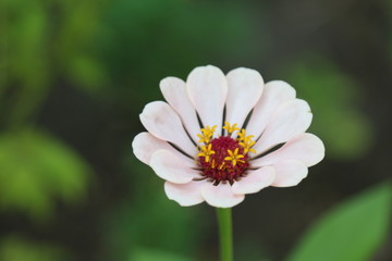 White flower closeup 