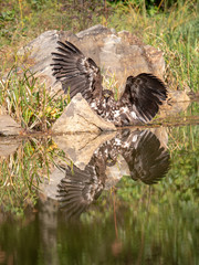 White-tailed Eagle, Haliaeetus albicilla, flying above the water, bird of prey with forest in background, animal in the nature habitat, wildlife from Sweden. Eagle in flight above the dark lake