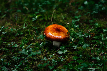 Mushroom with knife in grass in woods close up