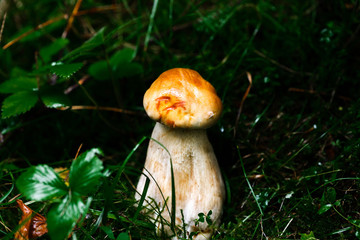 White mushroom knife grass woods close up