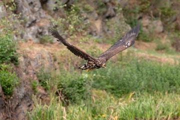 White-tailed Eagle, Haliaeetus albicilla, flying above the water, bird of prey with forest in background, animal in the nature habitat, wildlife from Sweden. Eagle in flight above the dark lake