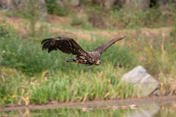 White-tailed Eagle, Haliaeetus albicilla, flying above the water, bird of prey with forest in background, animal in the nature habitat, wildlife from Sweden. Eagle in flight above the dark lake