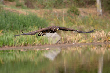 White-tailed Eagle, Haliaeetus albicilla, flying above the water, bird of prey with forest in background, animal in the nature habitat, wildlife from Sweden. Eagle in flight above the dark lake