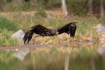 White-tailed Eagle, Haliaeetus albicilla, flying above the water, bird of prey with forest in background, animal in the nature habitat, wildlife from Sweden. Eagle in flight above the dark lake